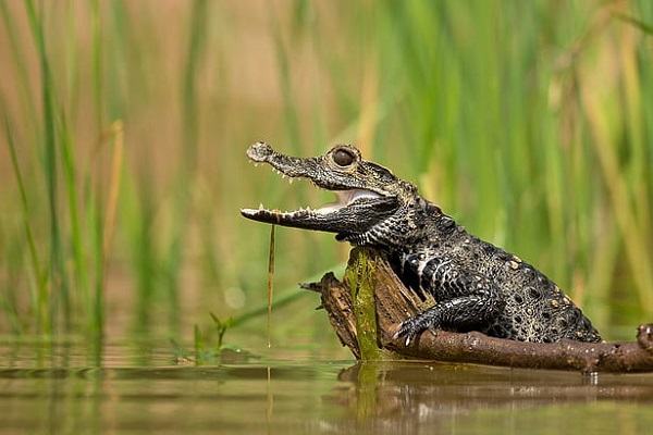 Nằm mơ thấy bắt được cá sấu